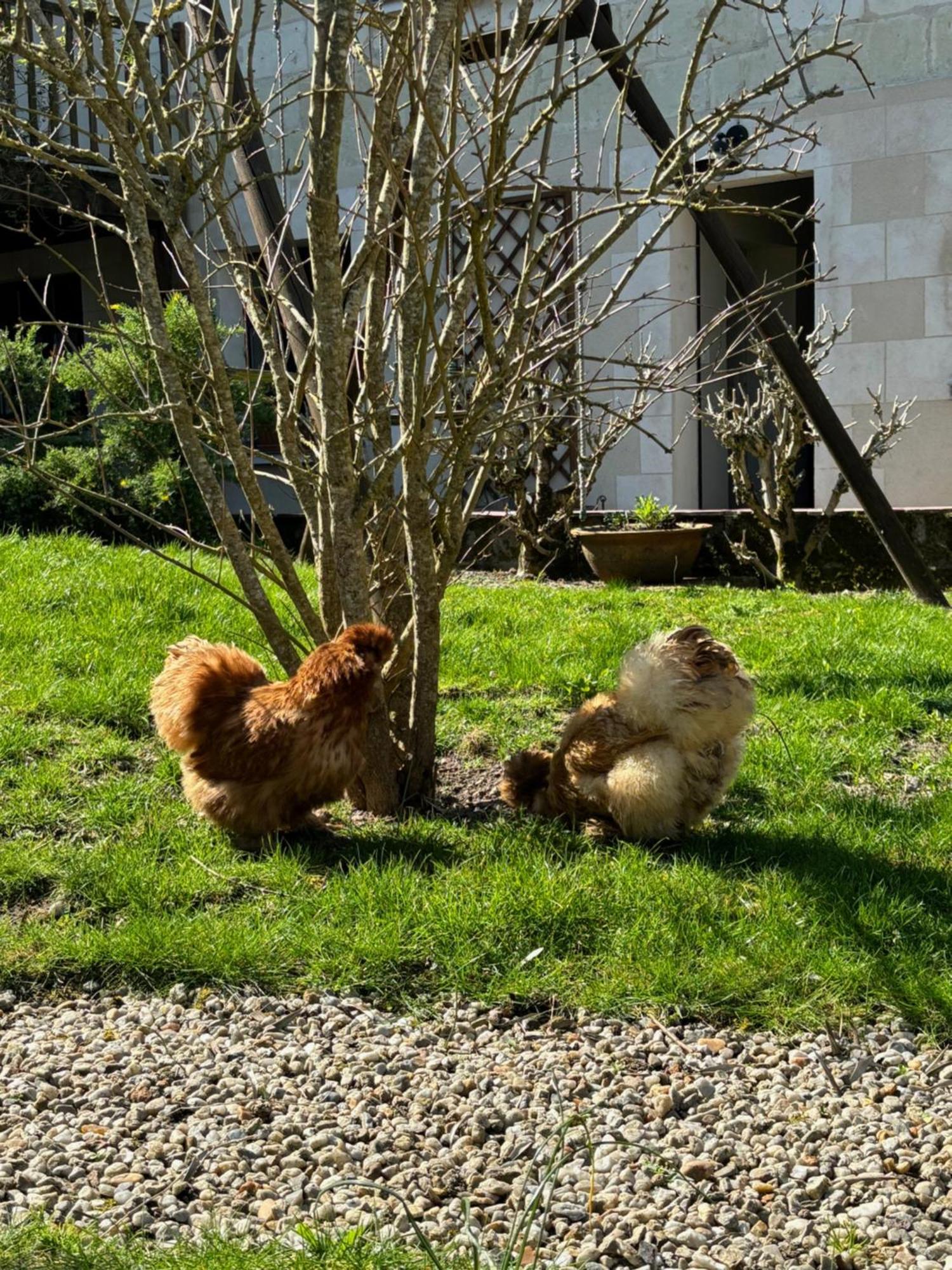 Le Petit Hureau ソミュール エクステリア 写真